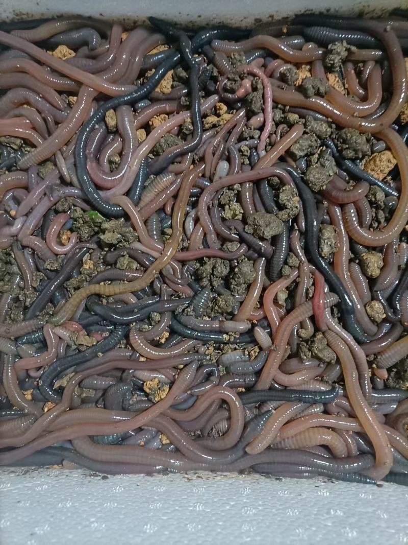 广地龙种苗