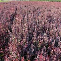 红叶小檗50公分60公分耐寒抗旱适应性强用于园林色块