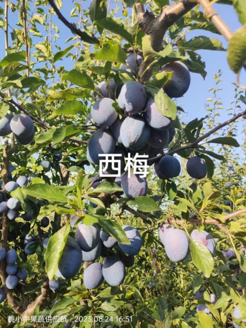 蓝西梅李，，一件代发，需要的联系，500余亩，欢迎