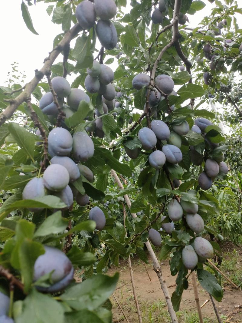 蓝西梅李，，一件代发，需要的联系，500余亩，欢迎