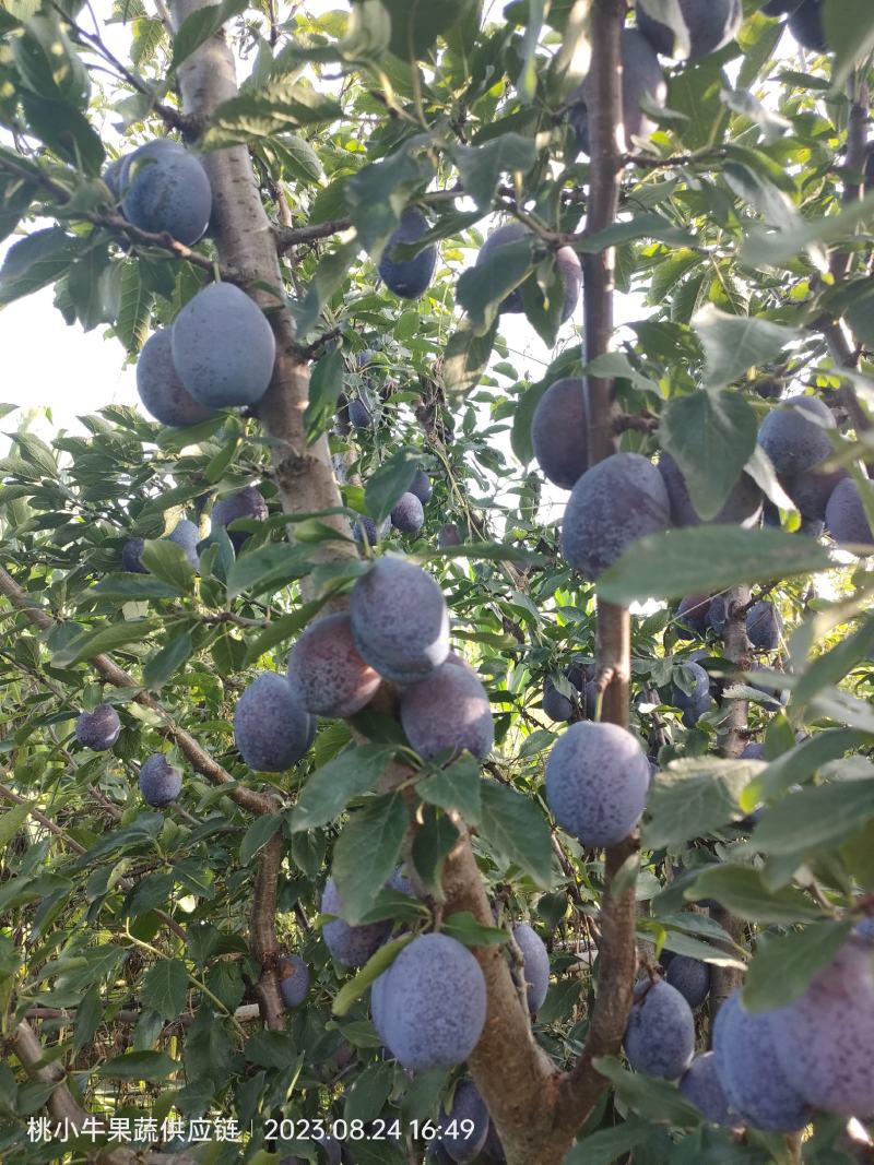 蓝西梅李，，一件代发，需要的联系，500余亩，欢迎