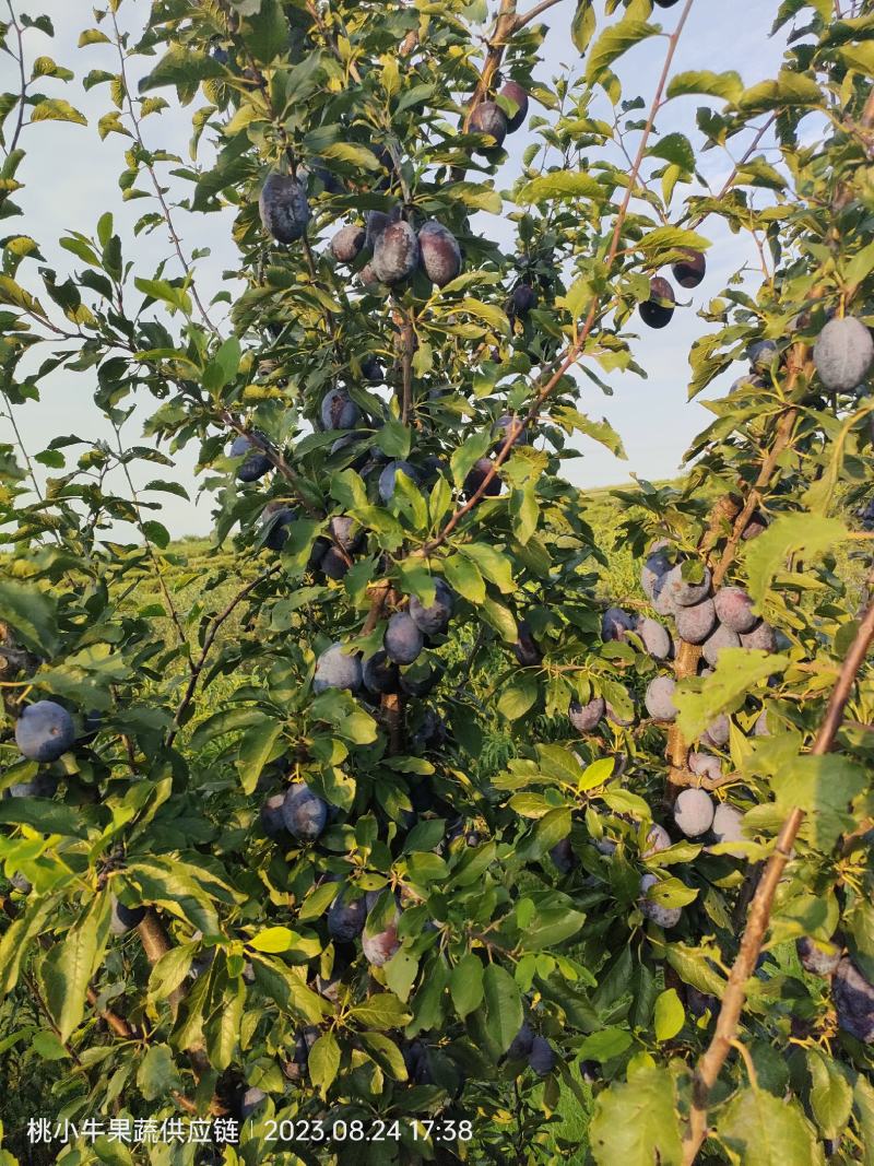 蓝西梅李，，一件代发，需要的联系，500余亩，欢迎