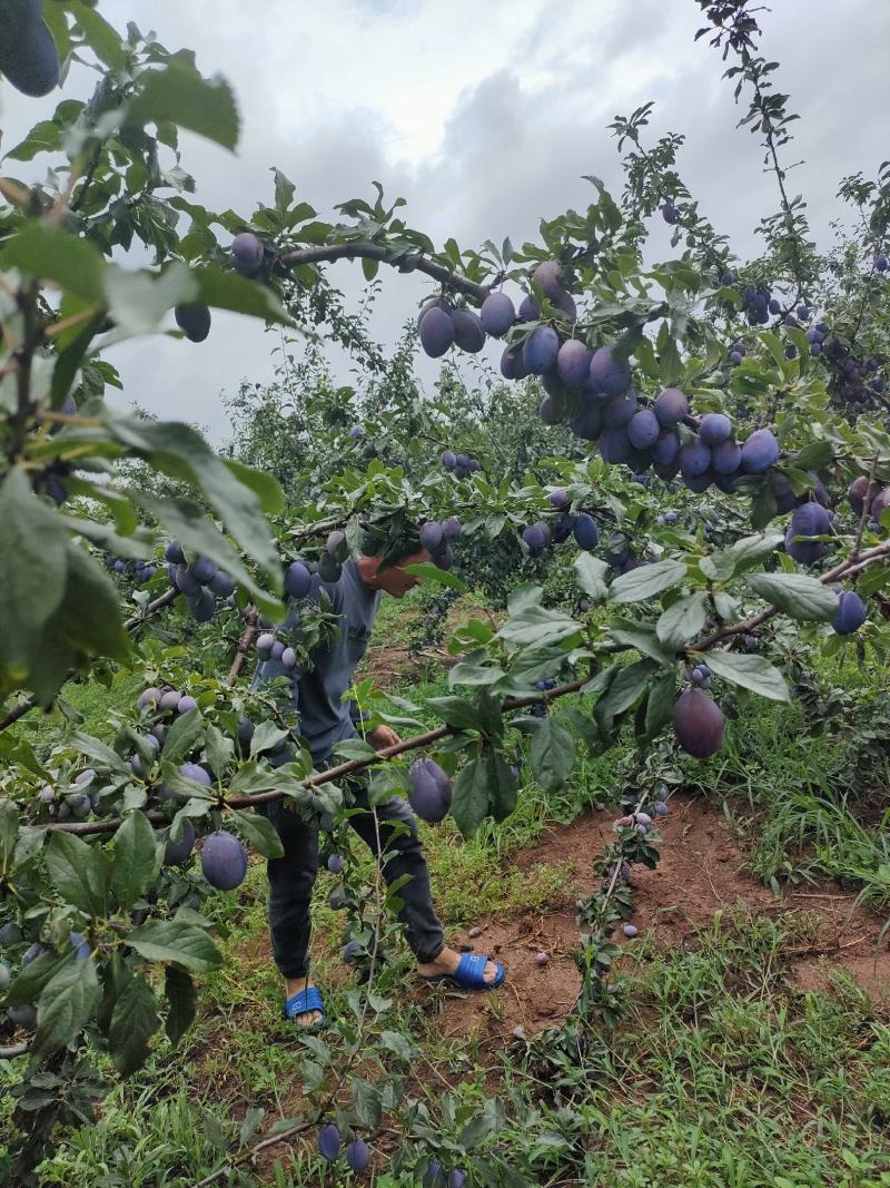 蓝西梅李，，一件代发，需要的联系，500余亩，欢迎