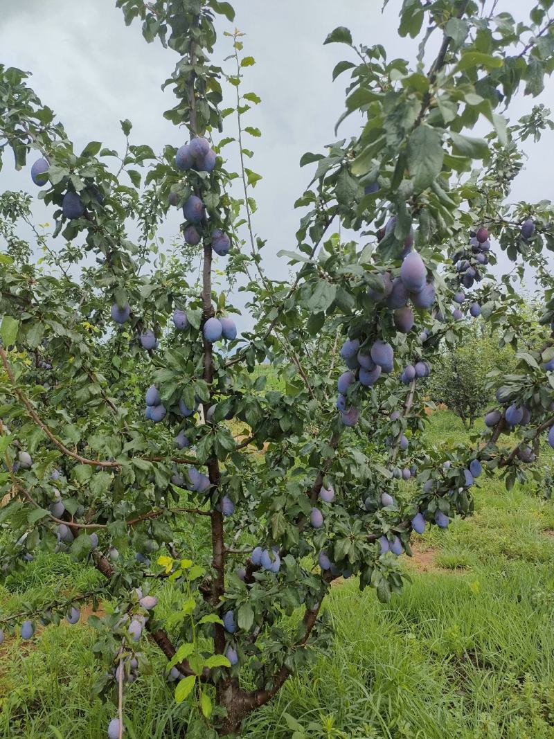 蓝西梅李，，一件代发，需要的联系，500余亩，欢迎