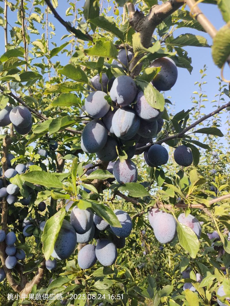 蓝西梅李，，一件代发，需要的联系，500余亩，欢迎