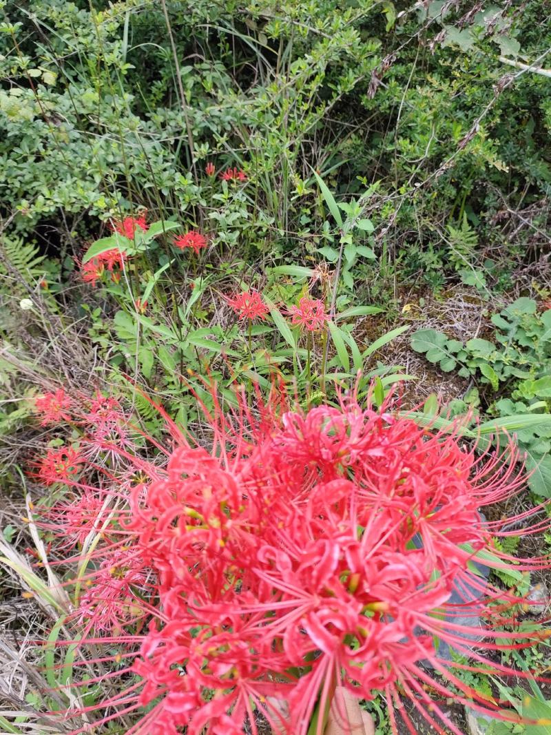 彼岸花石蒜，开花叶不见，见叶花不开，现挖现发货，来电优惠