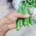 黄秋葵