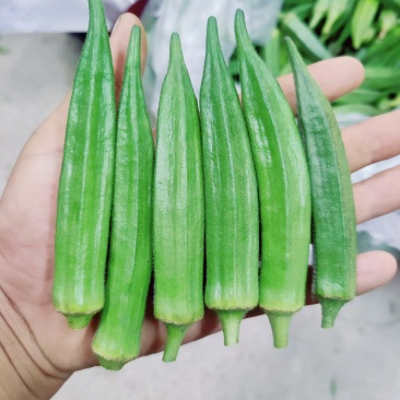 黄秋葵