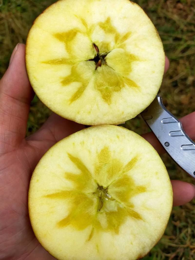 大凉山盐源丑苹果