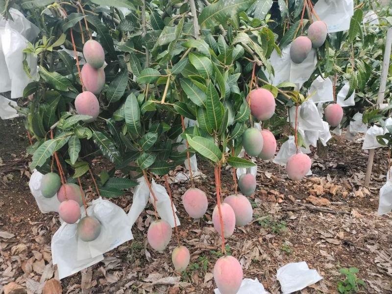 2025年凯特芒果品质保证量大从优欢迎进店选购