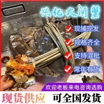【各种规格】原产地兴化大闸蟹母螃蟹批发38规格全国发货