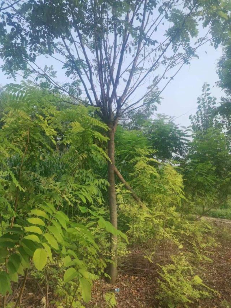 绿化苗木《香花槐》