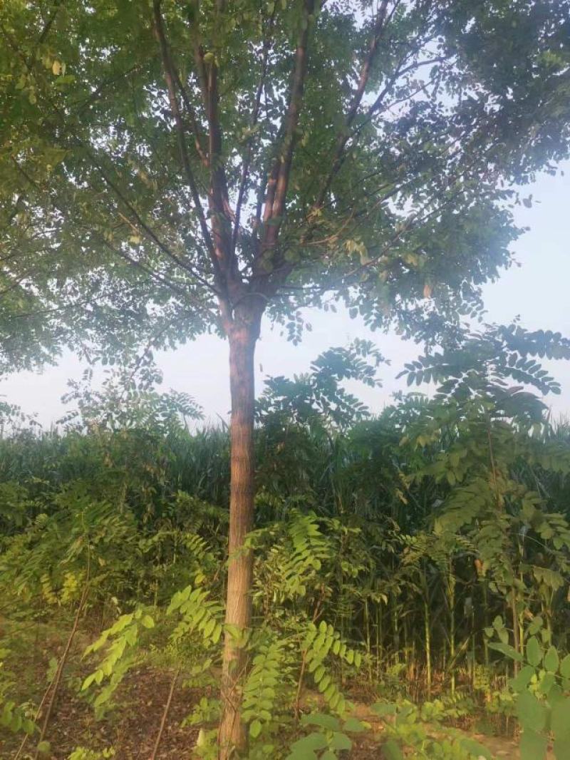绿化苗木《香花槐》