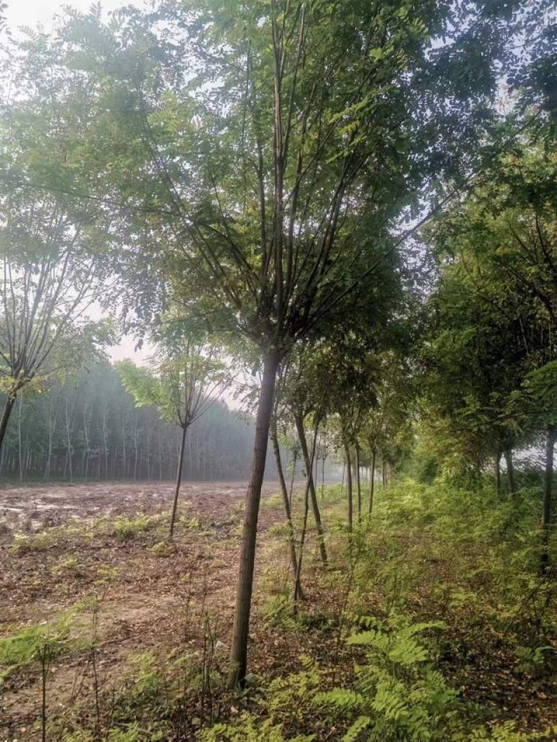 绿化苗木《香花槐》