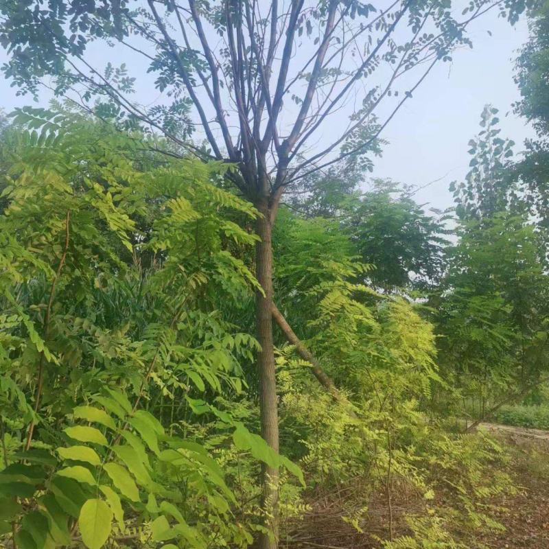 绿化苗木《香花槐》