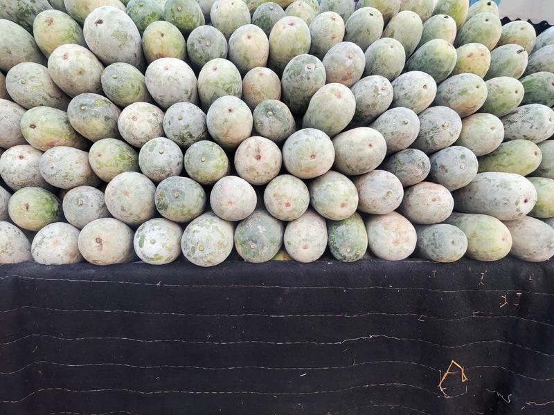 水果冬瓜精品冬瓜大量上市产地发货一手货源量大从优
