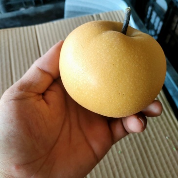 秋月梨