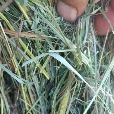 天然牧草