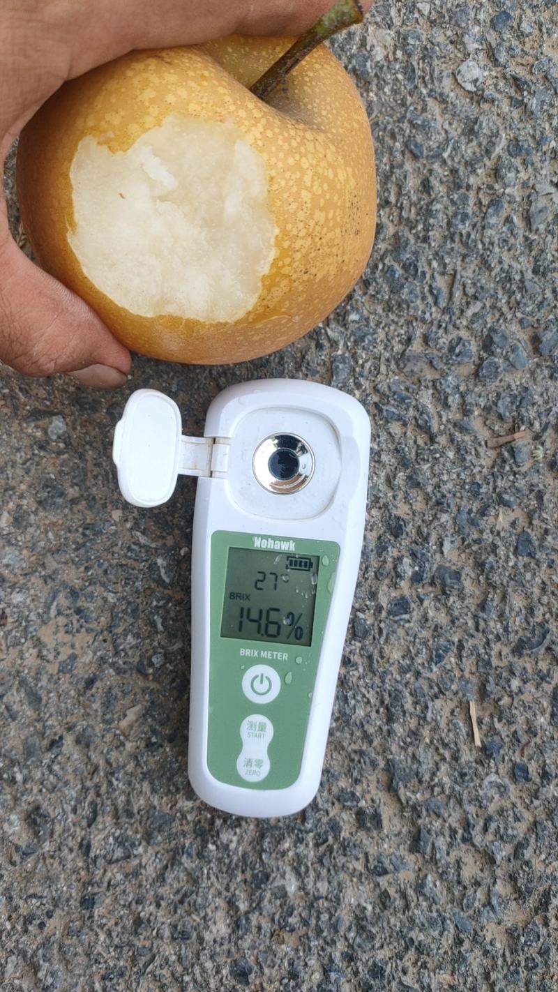 威县秋月梨