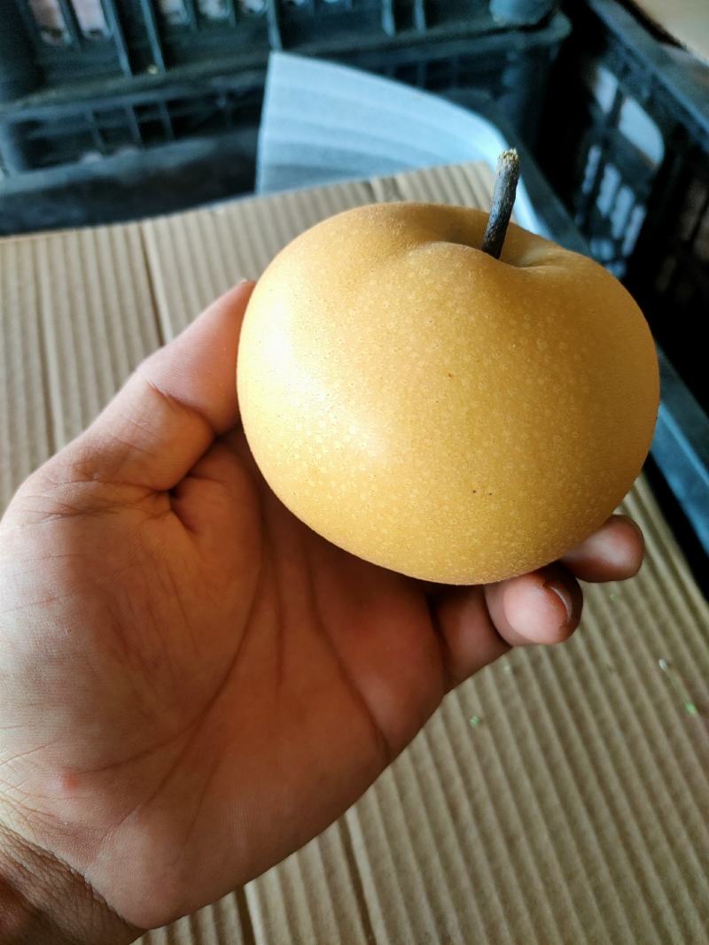 威县秋月梨