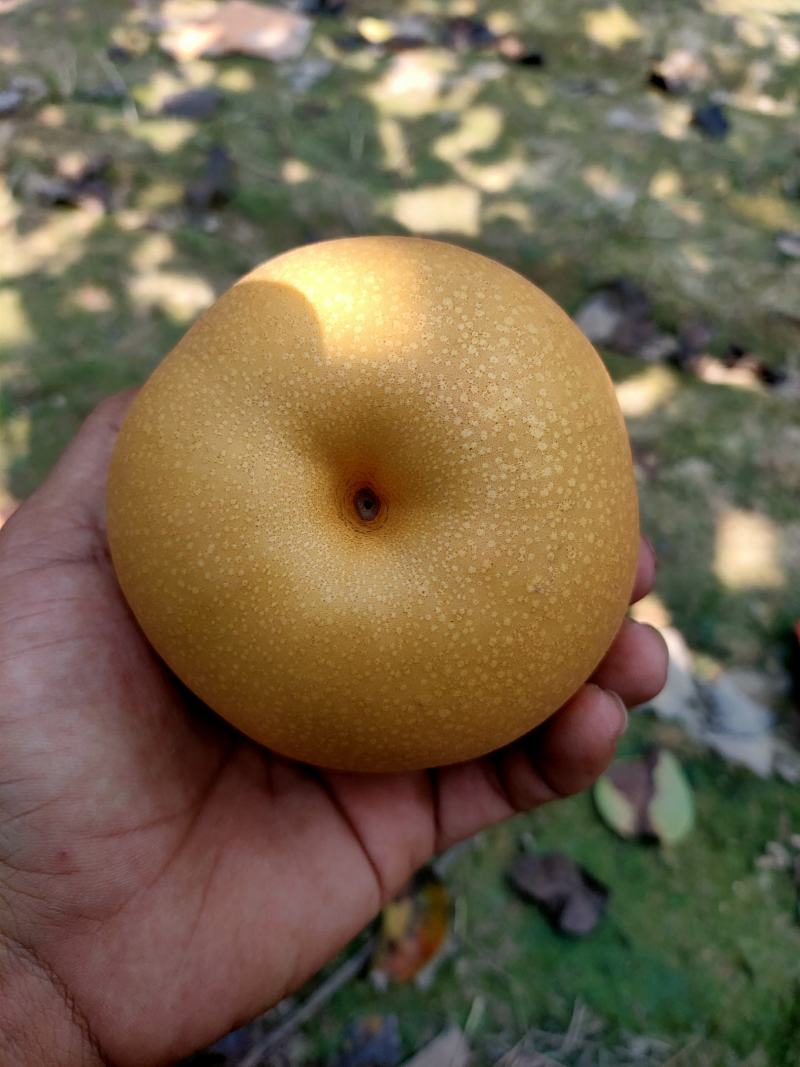 威县秋月梨