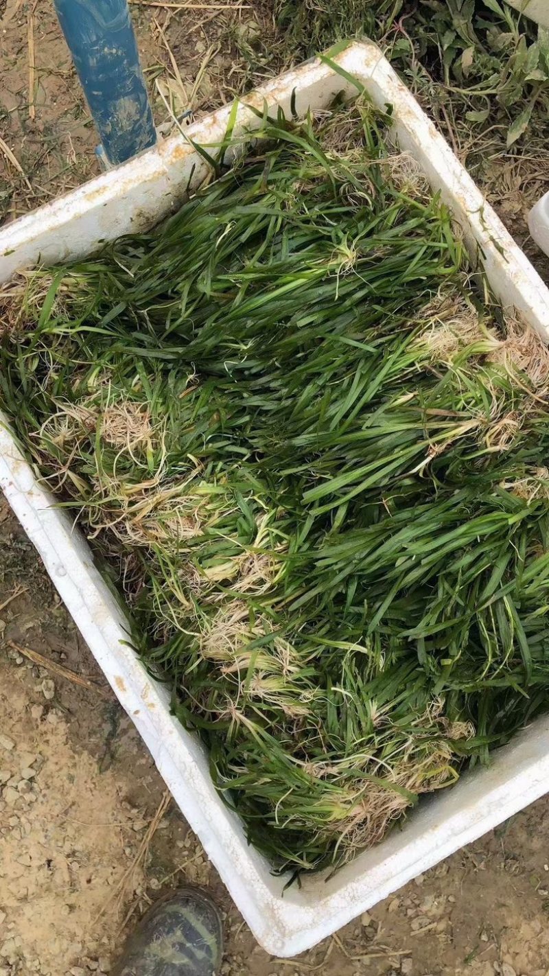 矮生苦草