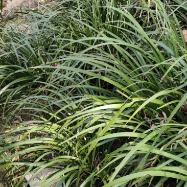 石菖蒲，野外采挖加人工种植，有种苗和成品供应。