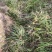 石菖蒲，野外采挖加人工种植，有种苗和成品供应。