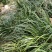 石菖蒲，野外采挖加人工种植，有种苗和成品供应。