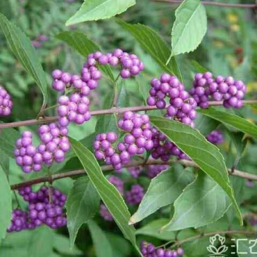 供应，小紫株