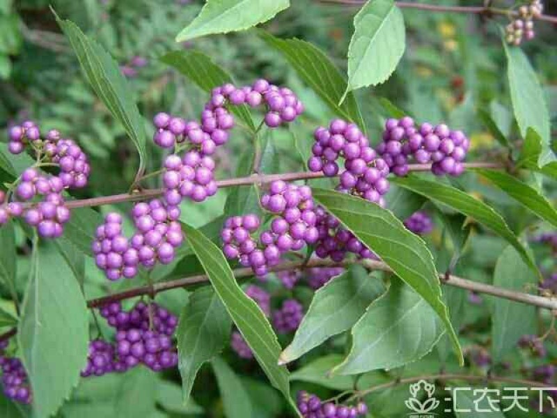供应，小紫株