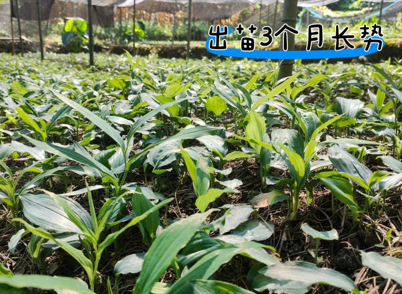 黄精种苗高杆大叶不倒苗川黄精一年苗