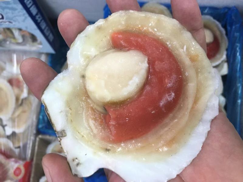原汁扇贝虾夷扇贝高质量扇贝优质酒店食材