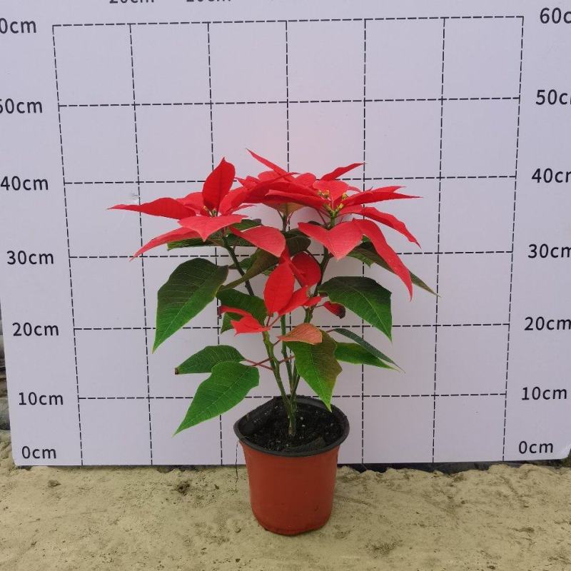 一品红，15杯基地批发现货出售国庆节摆花