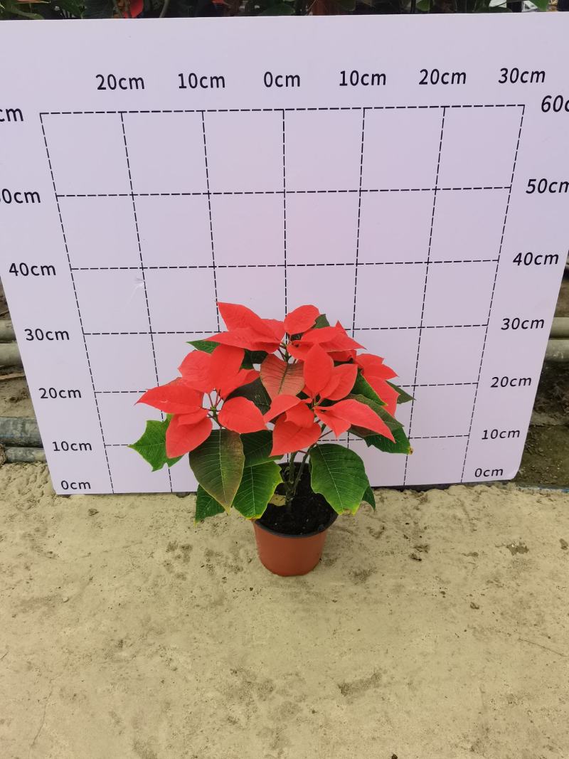 一品红，15杯基地批发现货出售国庆节摆花