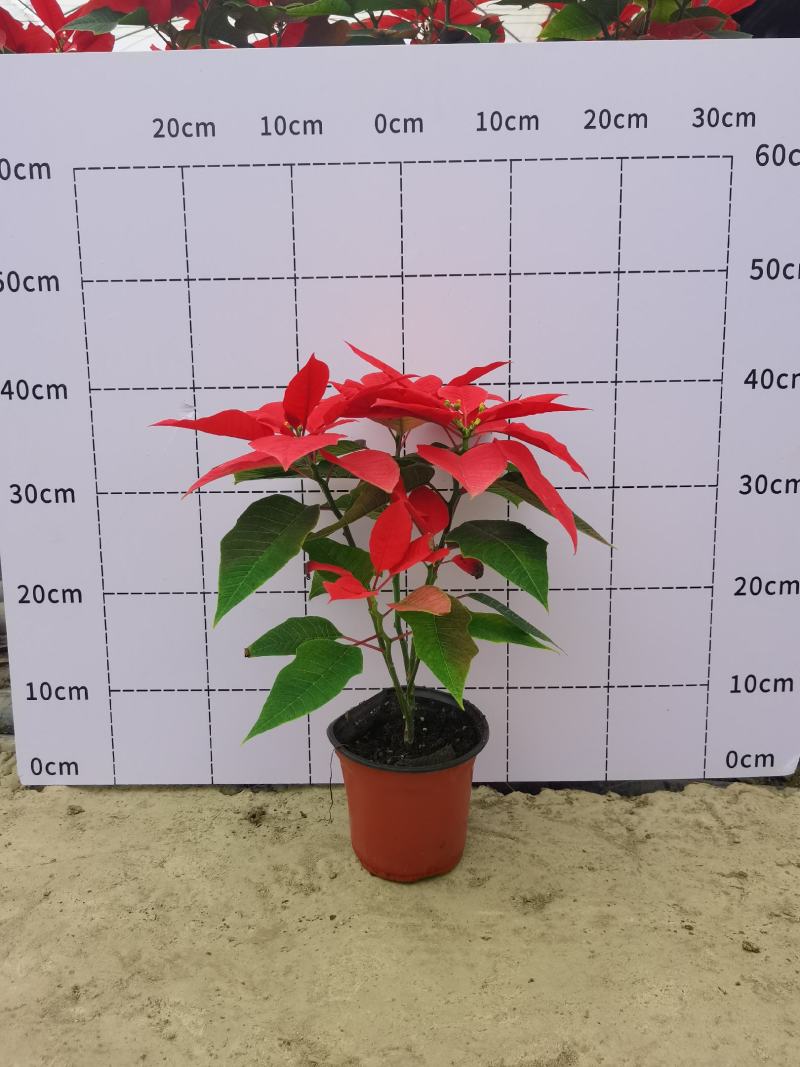 一品红，15杯基地批发现货出售国庆节摆花