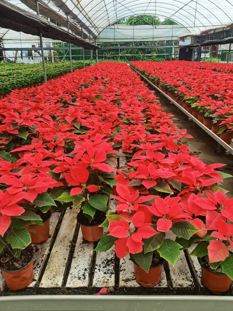一品红，15杯基地批发现货出售国庆节摆花
