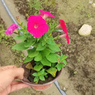 四川矮牵牛基地时令花卉牵牛基地批发，带花苞发货。