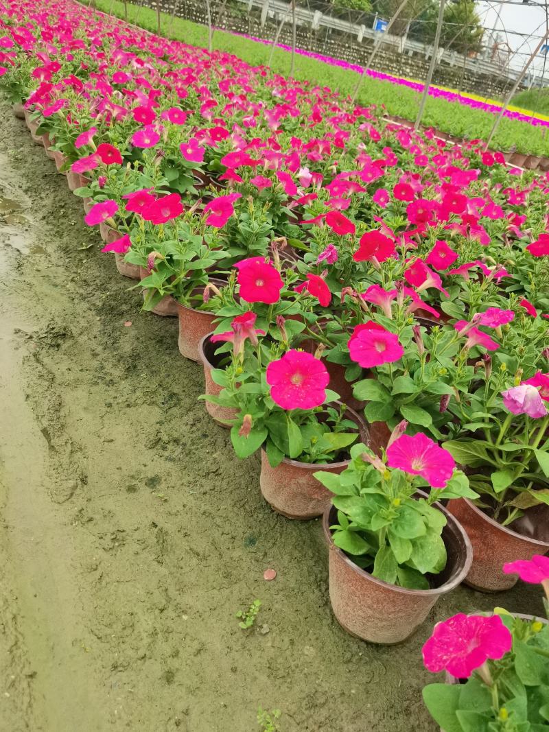 四川矮牵牛基地时令花卉牵牛基地批发，带花苞发货。
