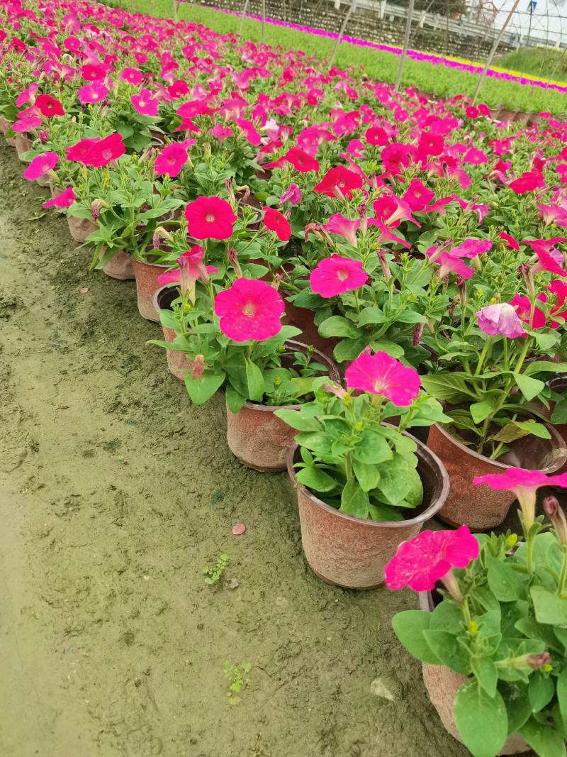 四川矮牵牛基地时令花卉牵牛基地批发，带花苞发货。