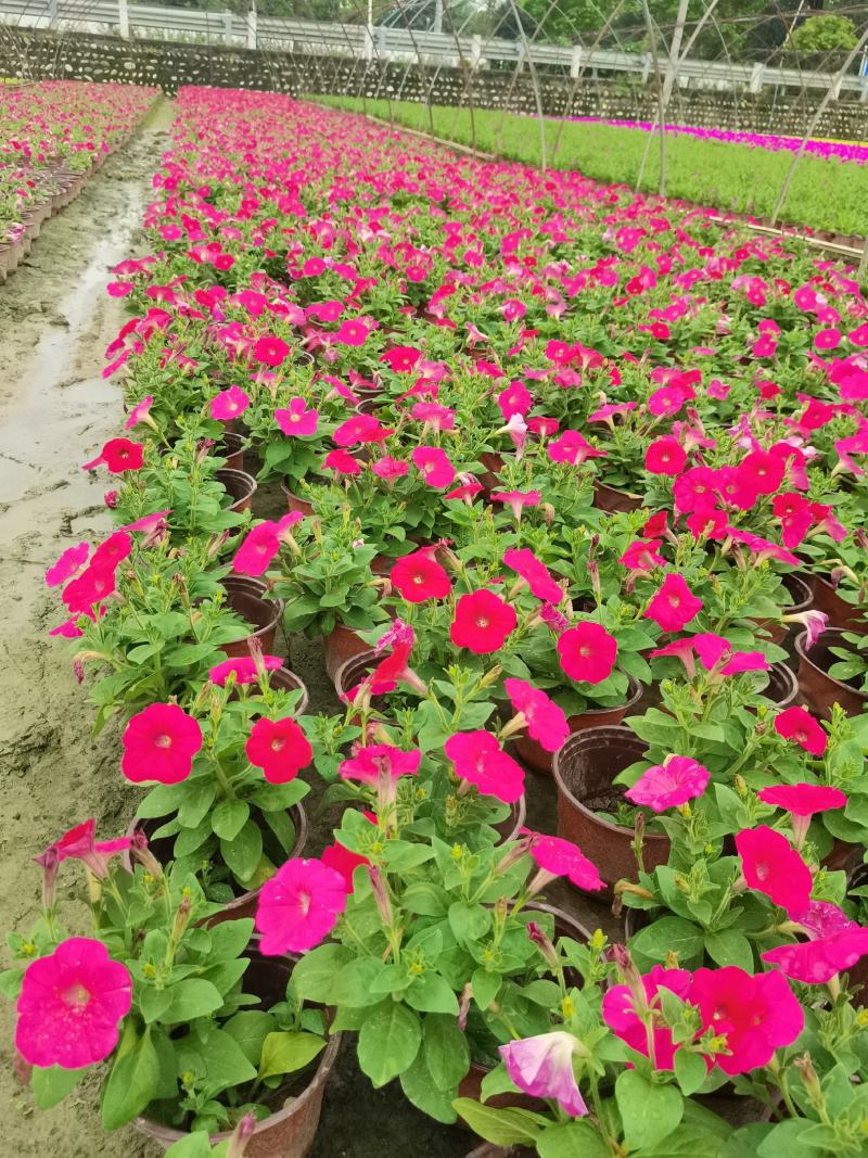 四川矮牵牛基地时令花卉牵牛基地批发，带花苞发货。