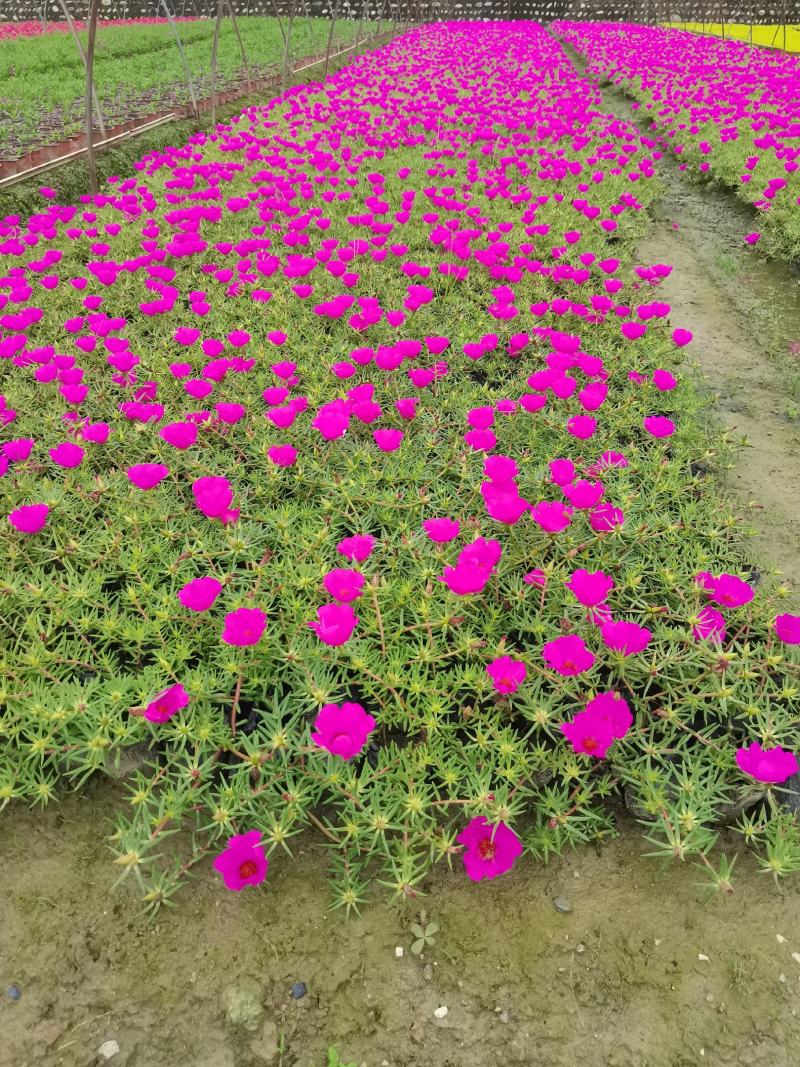 太阳花基地现货供应有双色盆50000多颗，苗子壮，无病