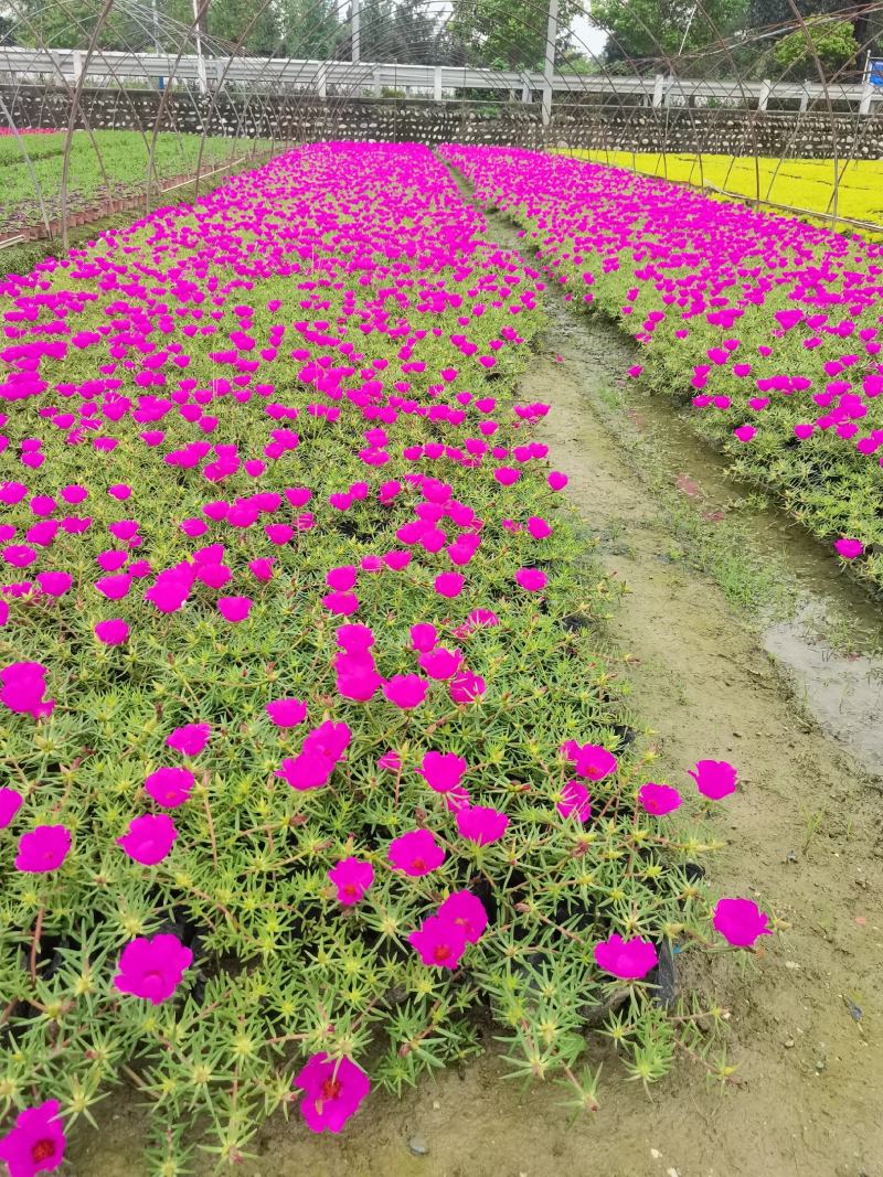 太阳花基地现货供应有双色盆50000多颗，苗子壮，无病