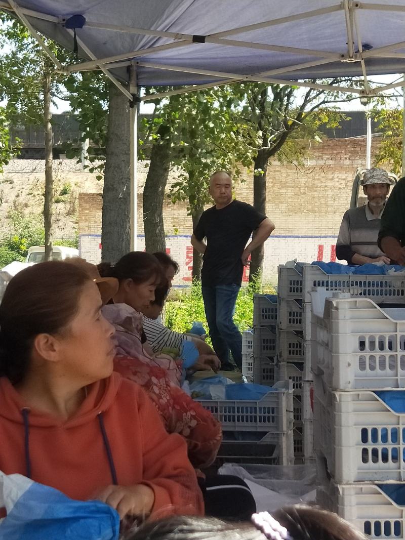 阳光玫瑰价格阳光玫瑰葡萄产地