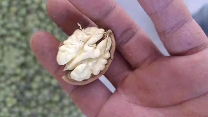 带壳核桃