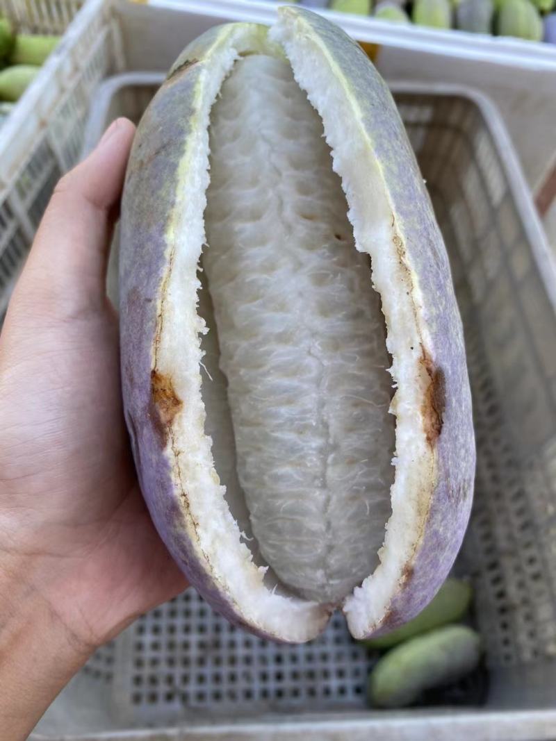 新鲜现摘八月瓜，供应八月炸九月黄水果，美团多多社区团购