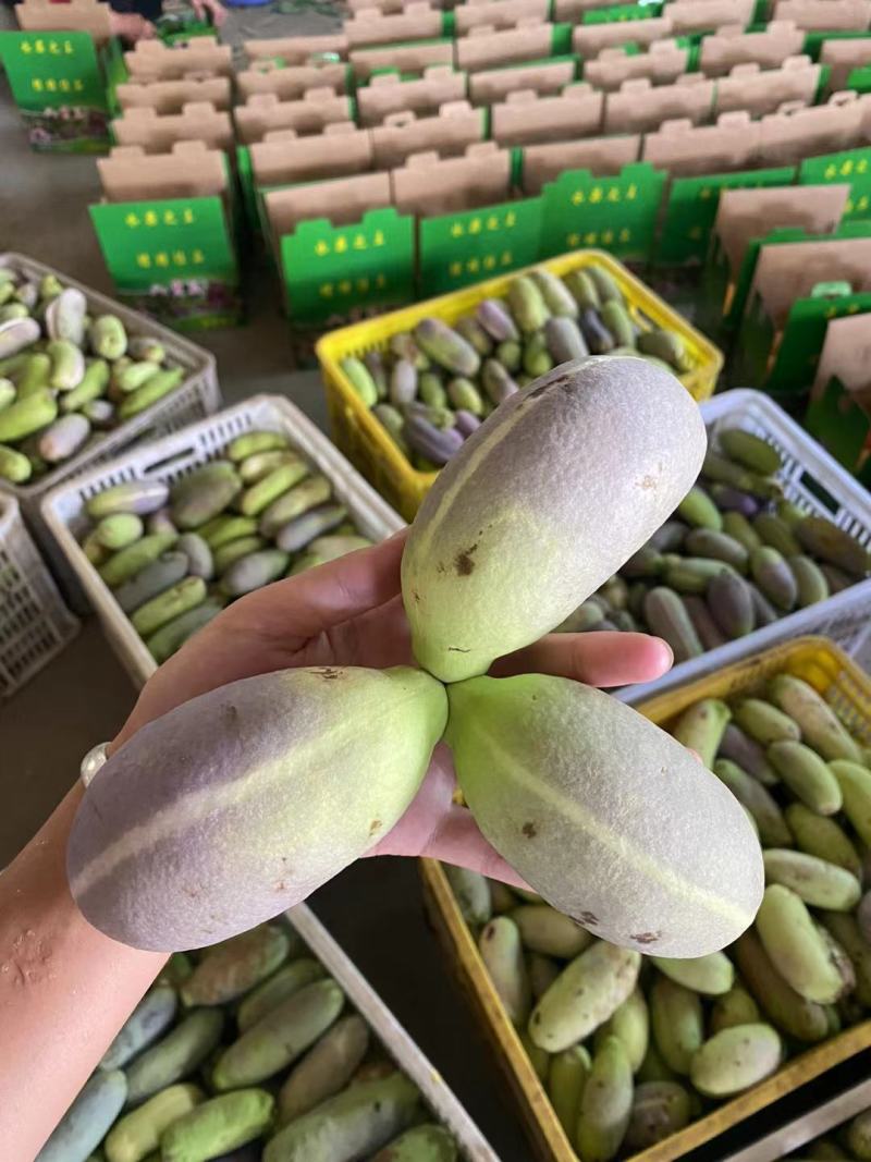 新鲜现摘八月瓜，供应八月炸九月黄水果，美团多多社区团购