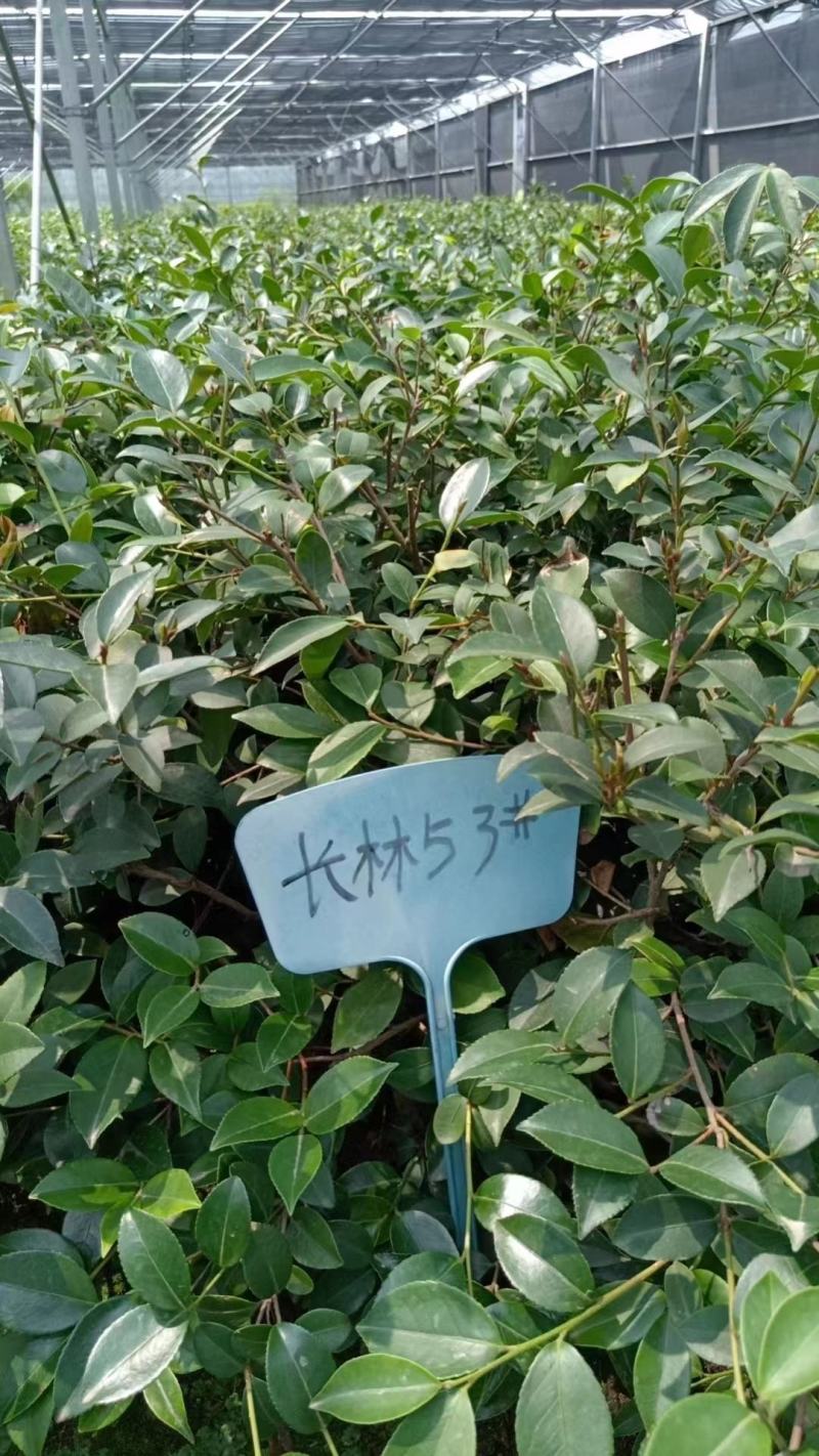 湖南长林系列油茶苗，大量供应提供各种规格，品系油茶苗