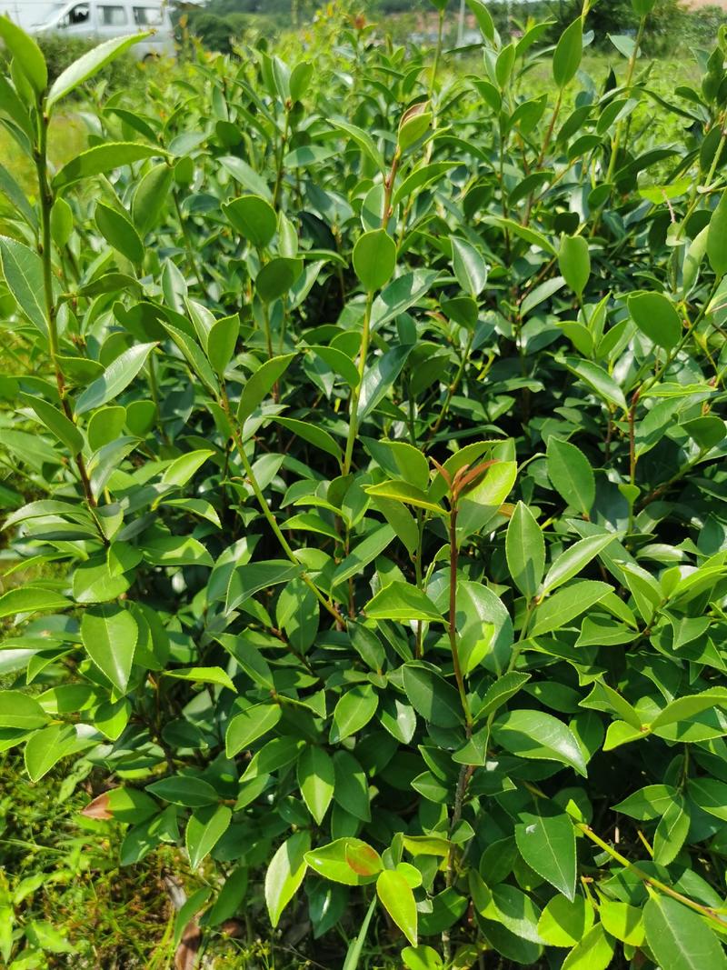 长林系列，大量供应提供各种规格，品系油茶苗