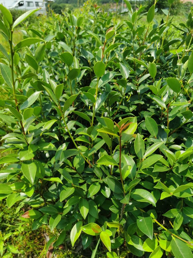 湖南长林系列油茶苗，大量供应提供各种规格，品系油茶苗